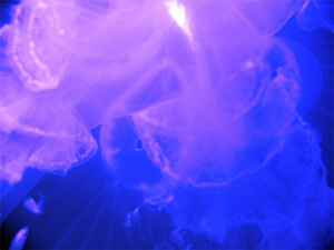 Inside a Moon Jelly by Greg Bleakley 